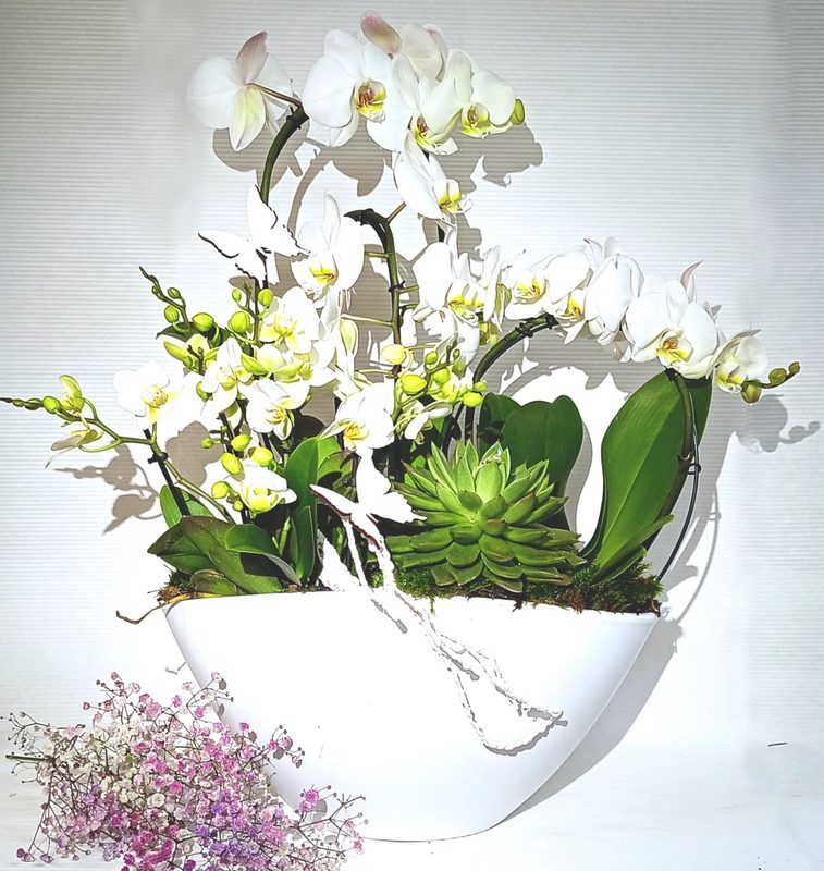 Orchidee i Sukulenty