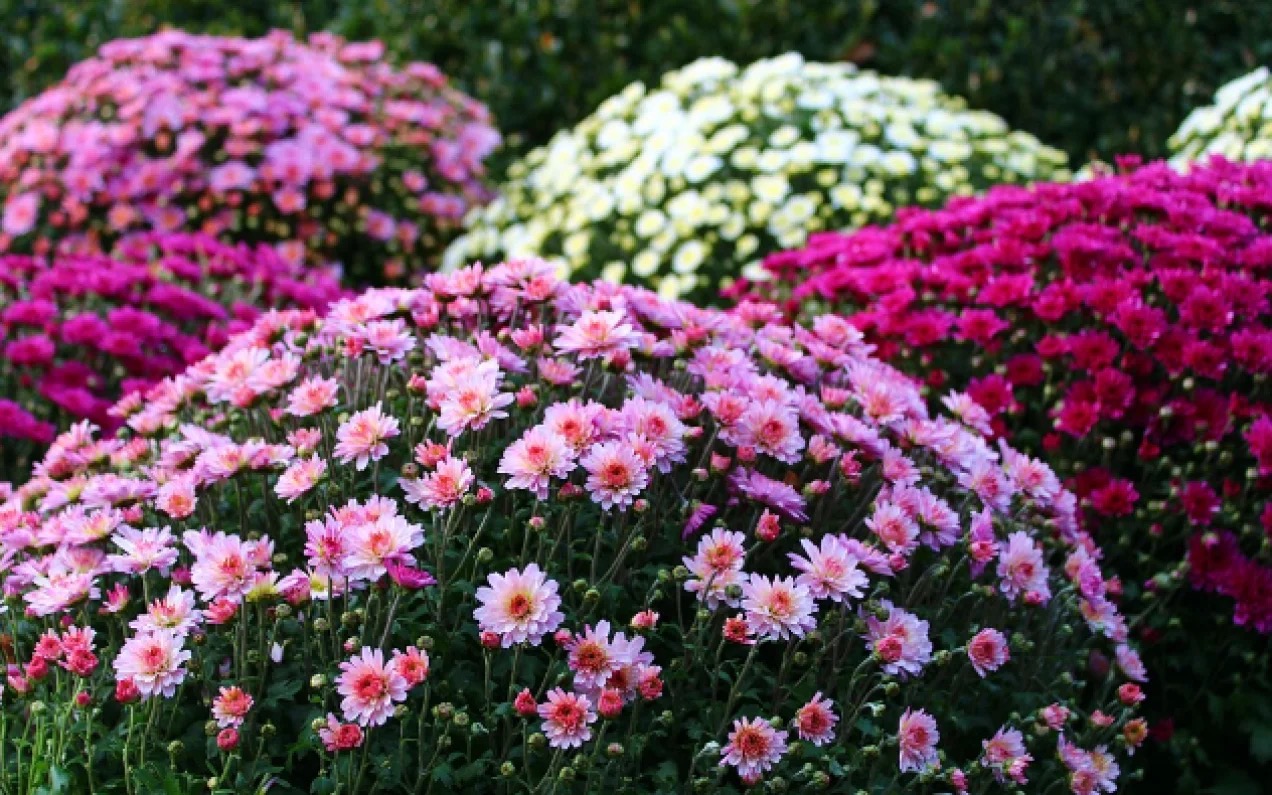 Chryzantemy na cmentarz